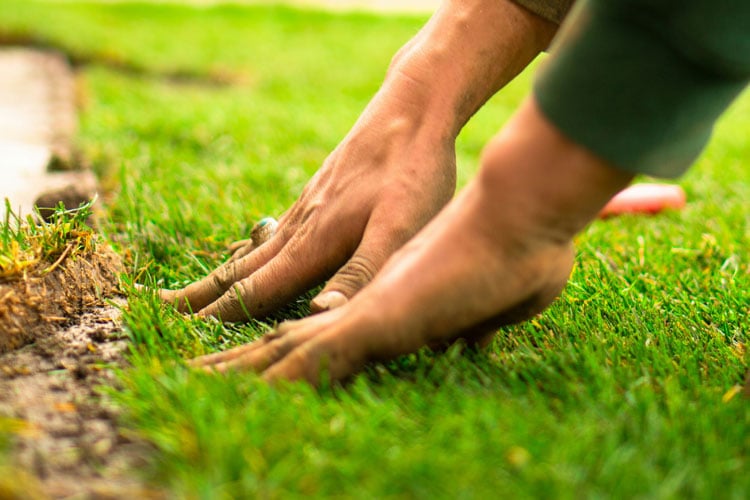 Man laying lawn - Turf Grass Buyer’s Guide